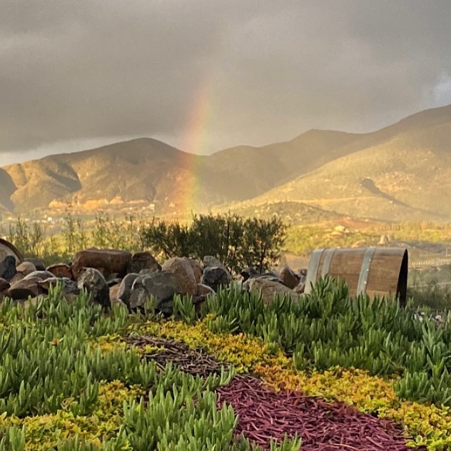 Paisaje de viñedos en San Antonio de las Minas desde Hotel Origen 75