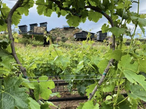 350015944_1296508897656955_4072755922686319212_n