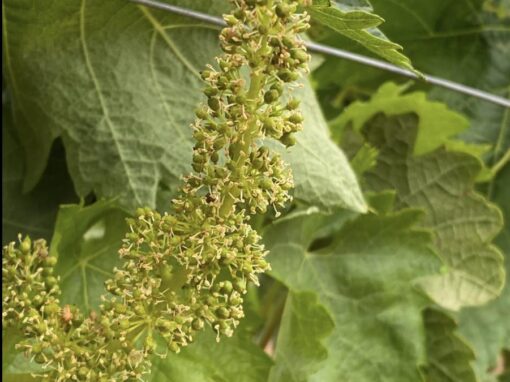 350310908_260464339851425_9202781439005150654_n