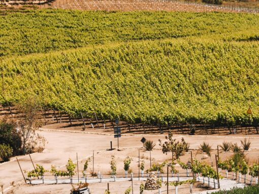 353028740_777997757197150_8410993020062088510_n