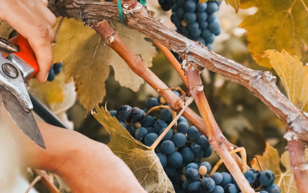 Nebbiolo vs. Chenin Blanc: El Secreto de los Vinos en San Antonio de las Minas