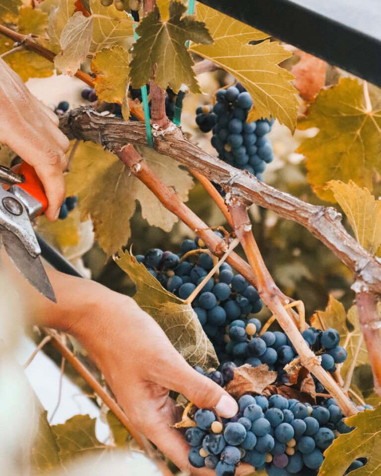 Racimo de uvas para vino tinto en viñedos de San Antonio de las Minas