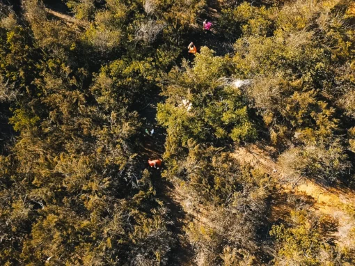 pista trail1