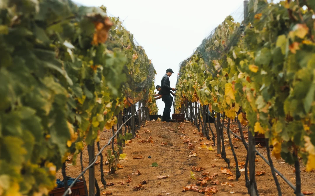Ruta de San Diego a Valle de Guadalupe: Guía de Roadtrip 2026