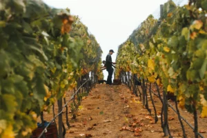 Ruta de San Diego a Valle de Guadalupe: Guía de Roadtrip 2026